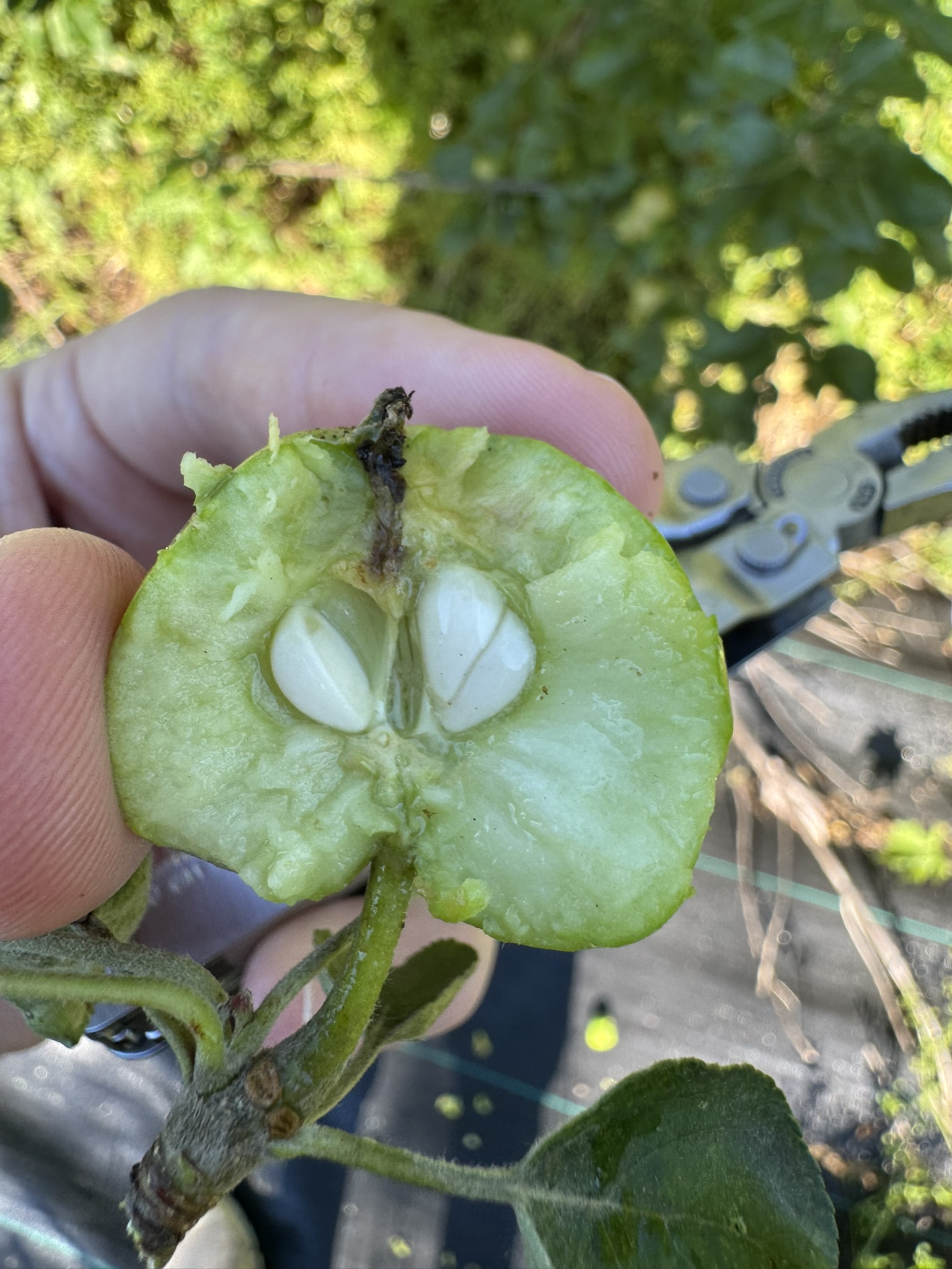 An apple that has been cut in half to reveal insect damage on the inside.