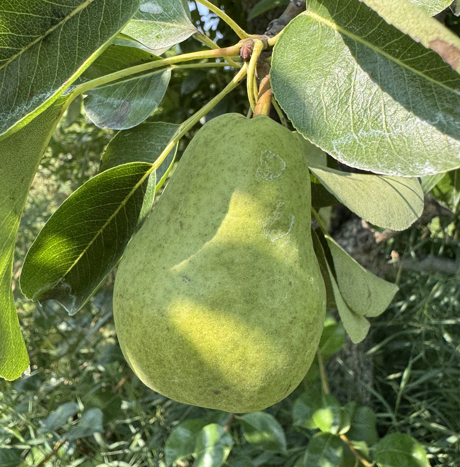 Bartlett pears 