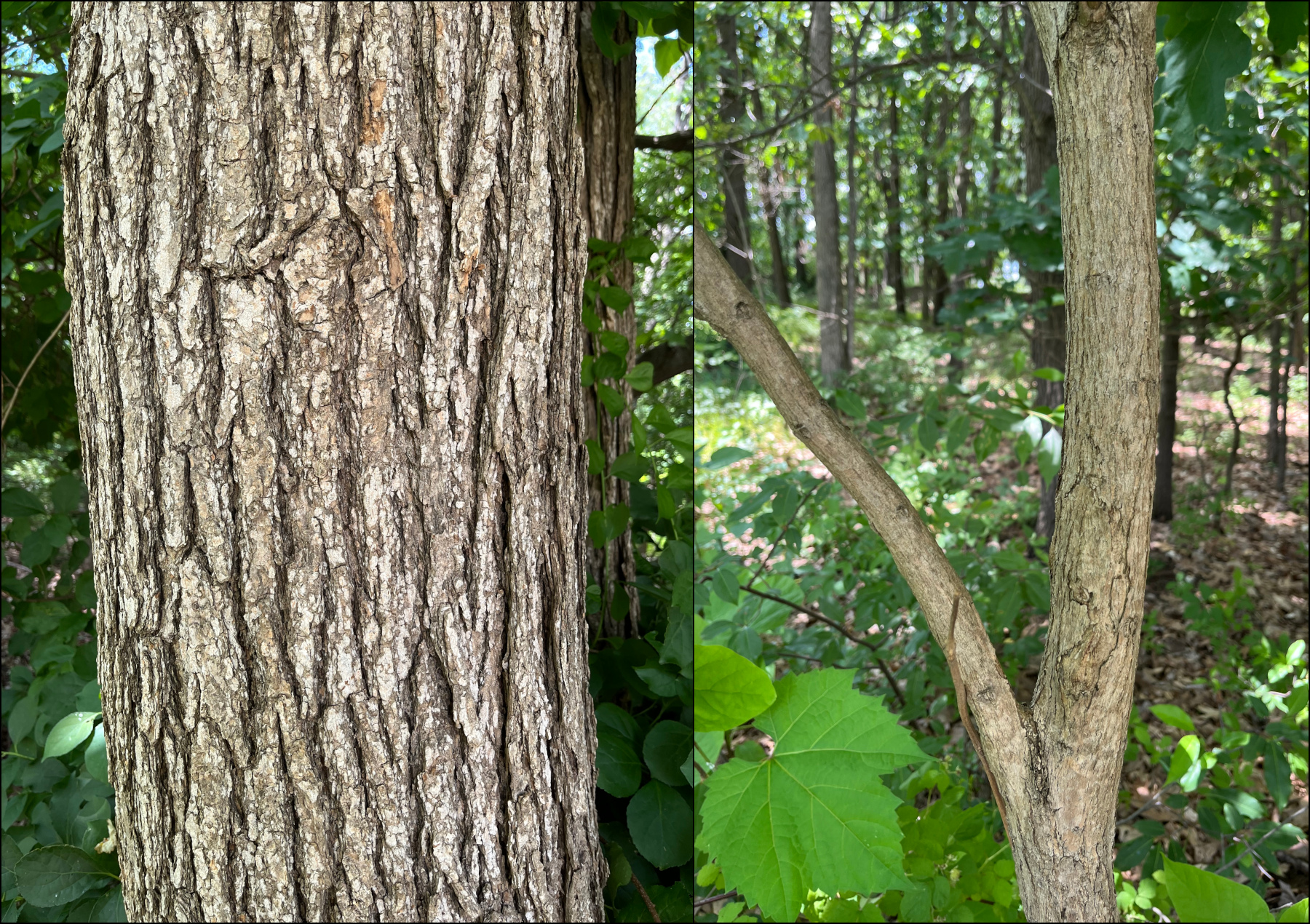 Side by side images of the bark and trunk of a mature and a young northern catalpa tree.