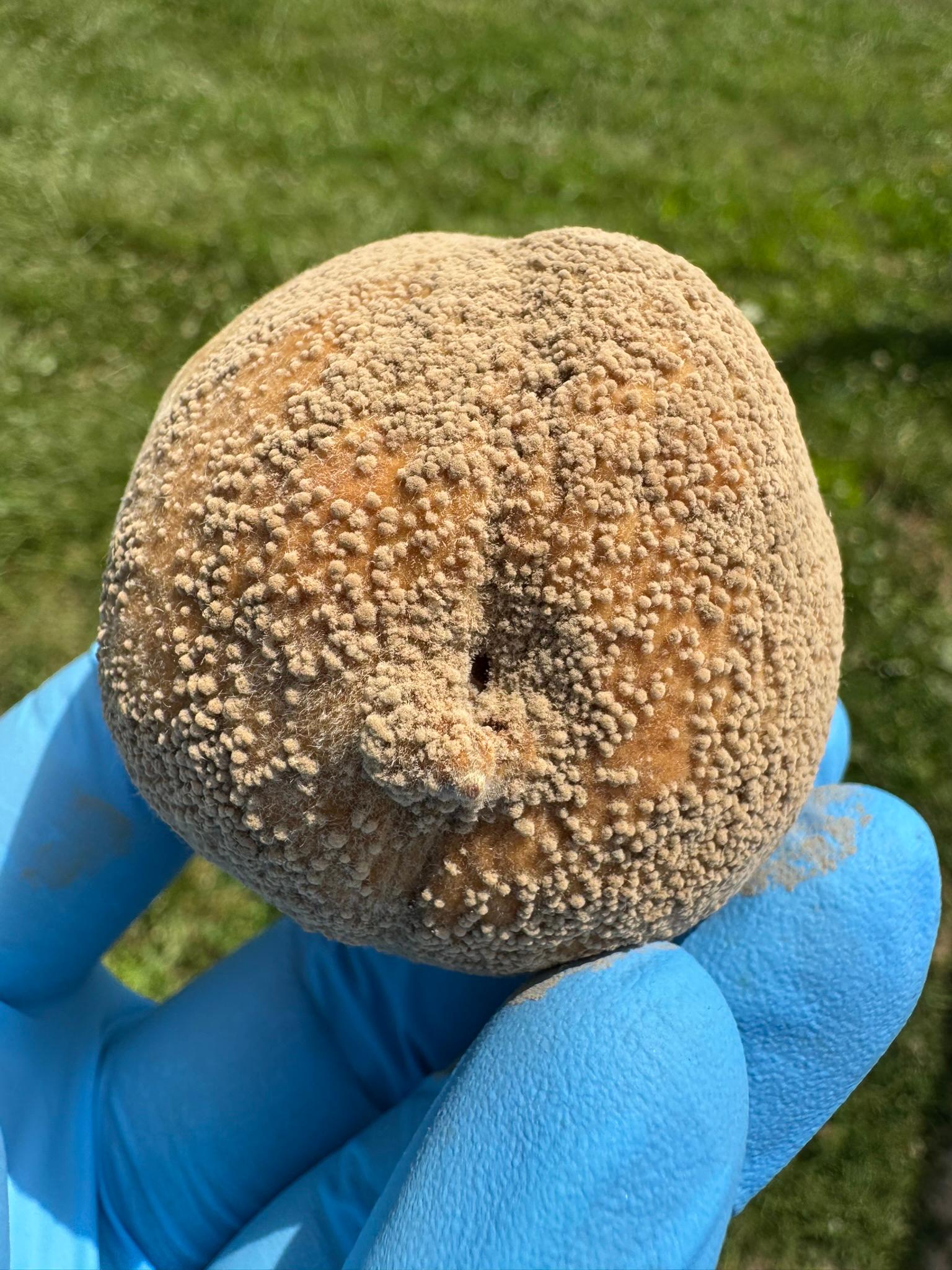 A really gross-looking peach. 