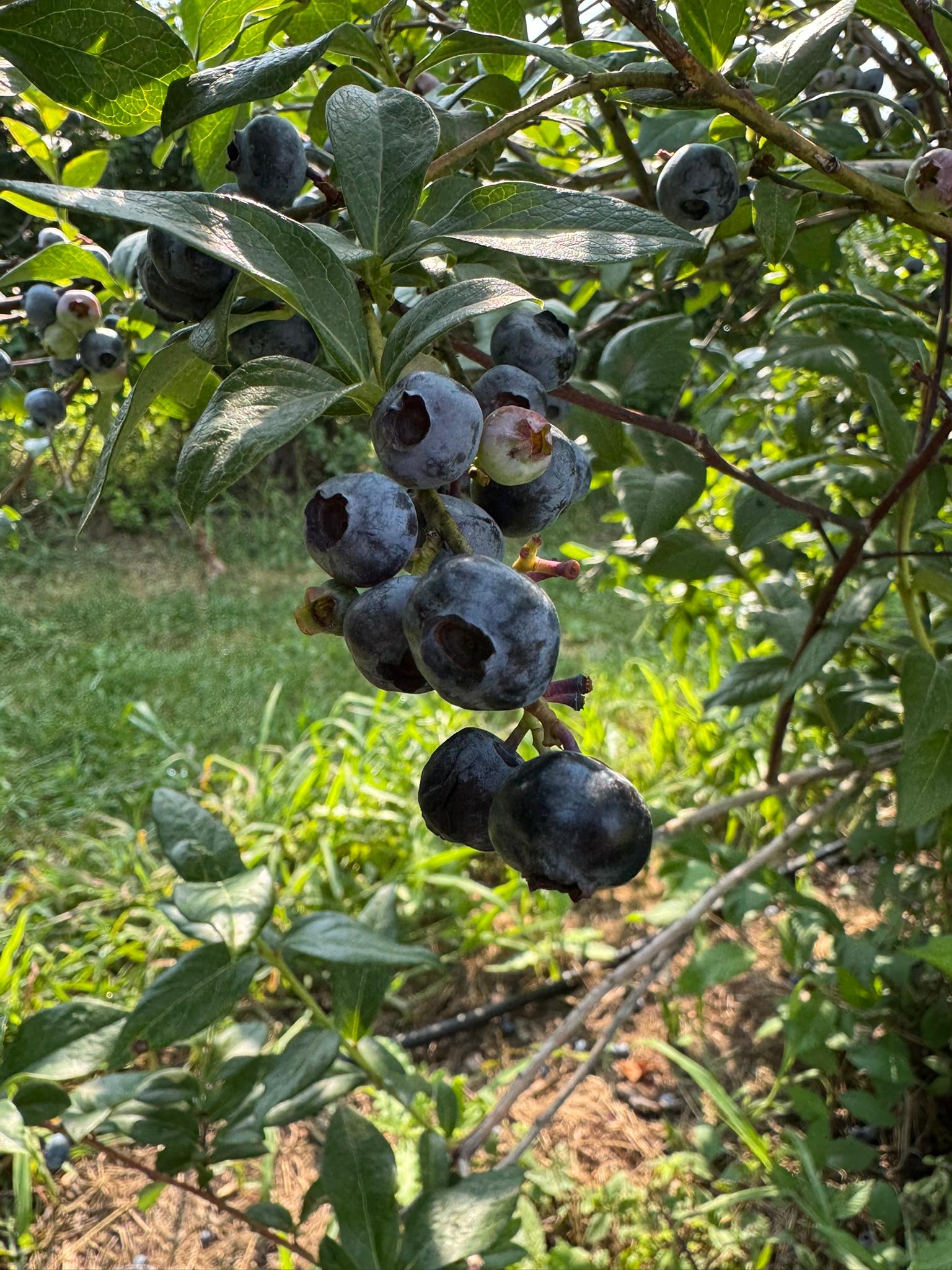 Ripe blueberries growing on a bush.