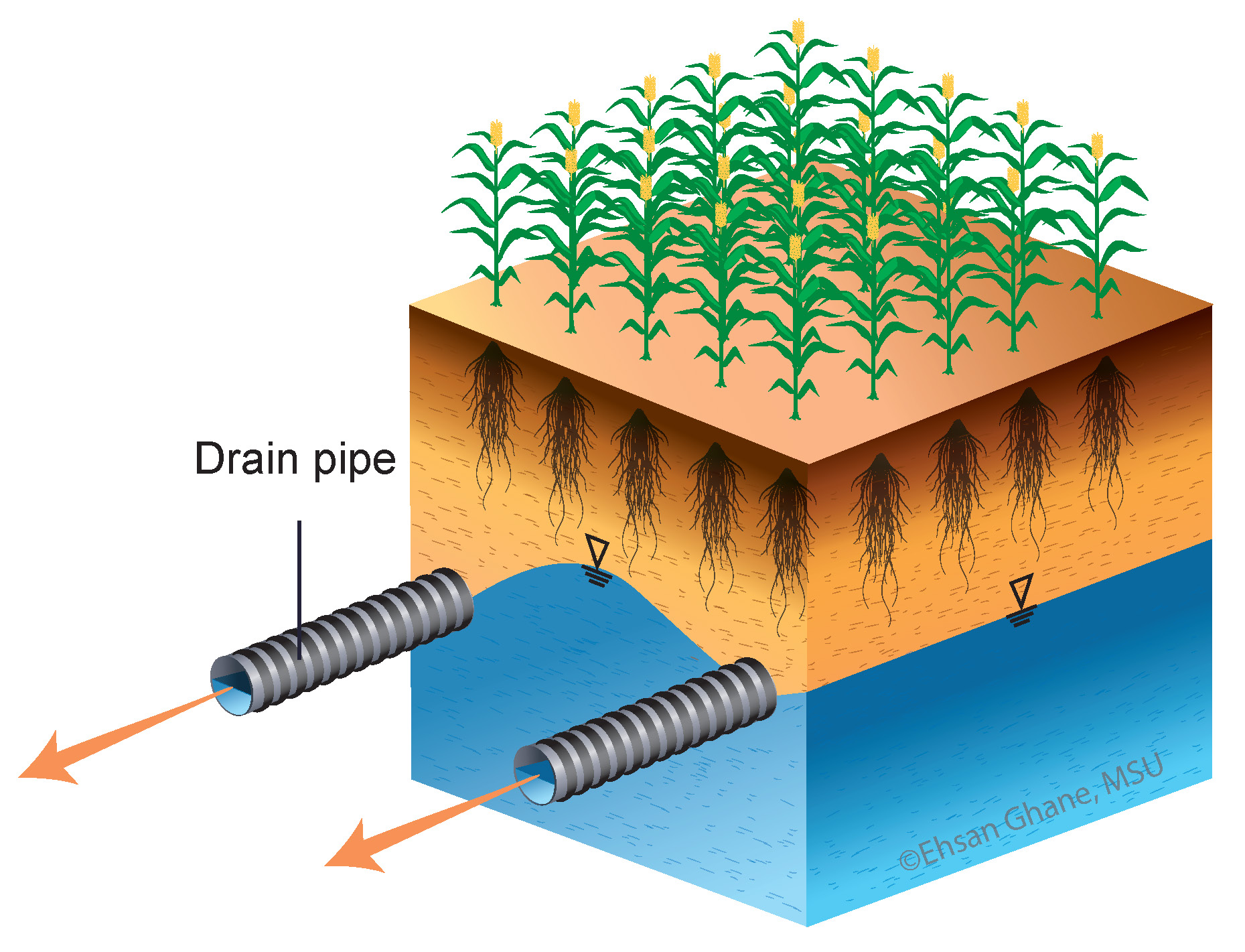 Figure 4- Diagram of a soil profile with subsurfce drainage.