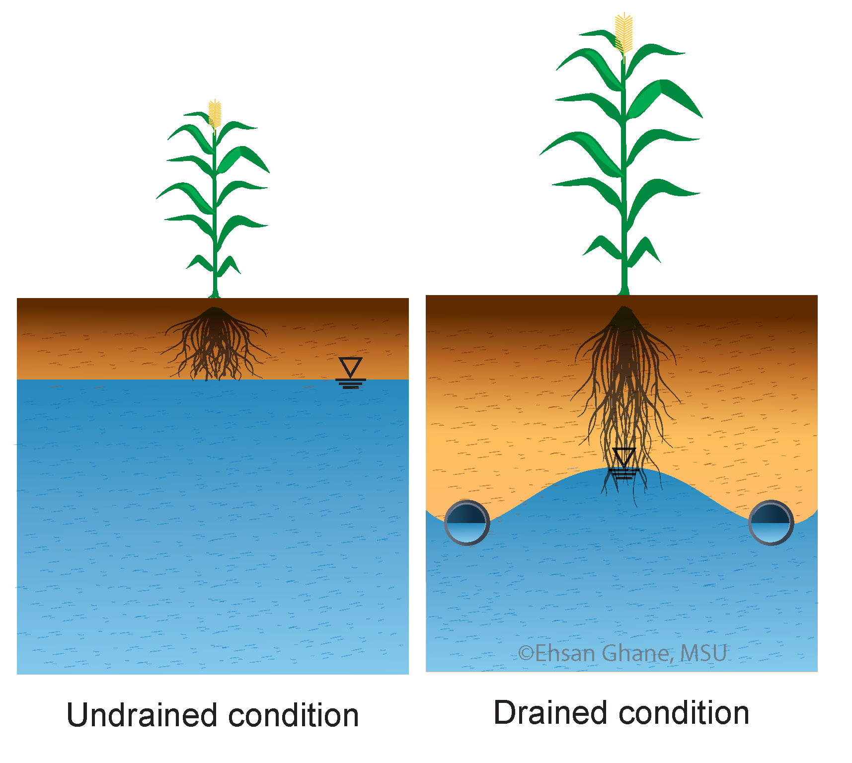 Crop root development for undrained and drained conditions. Not to scale.