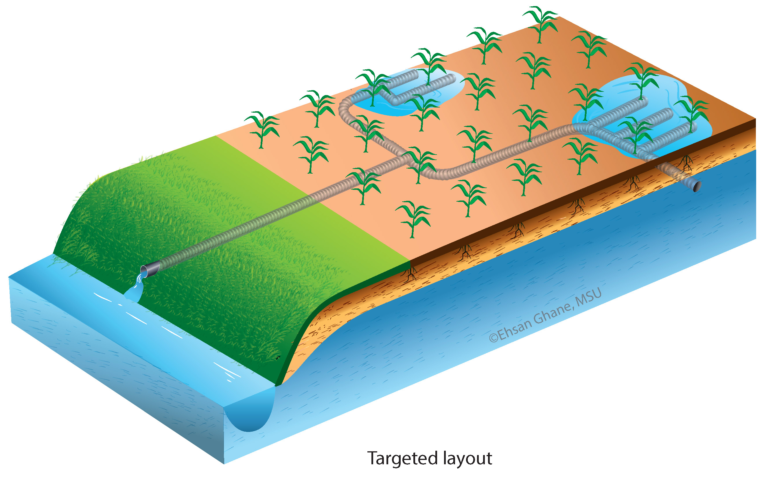 A diagram of a targeted drainage layout (Ghane, 2018).