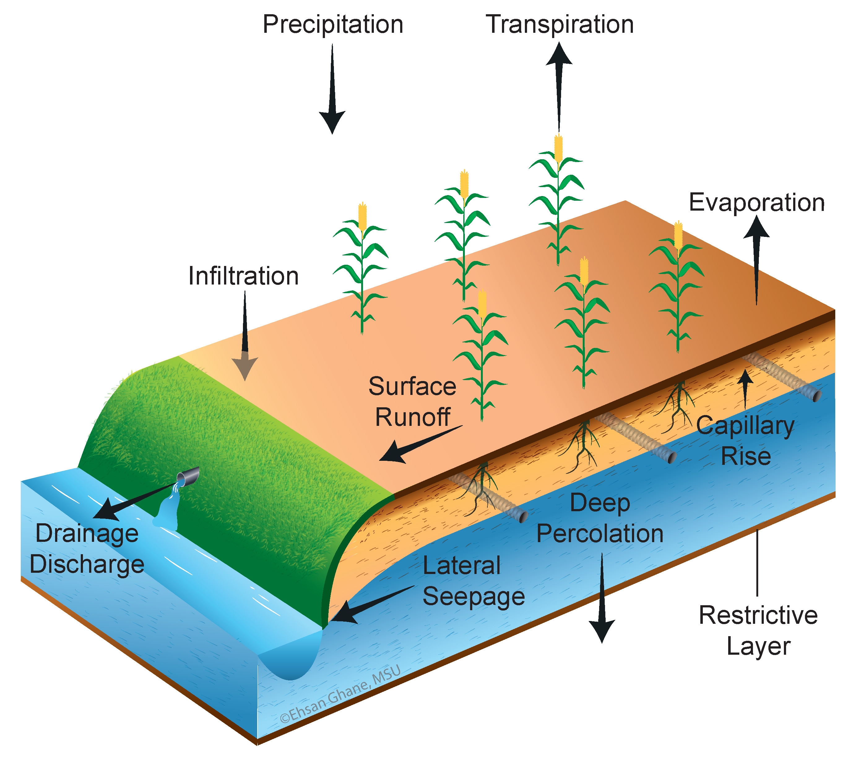 Water components of a drainage system