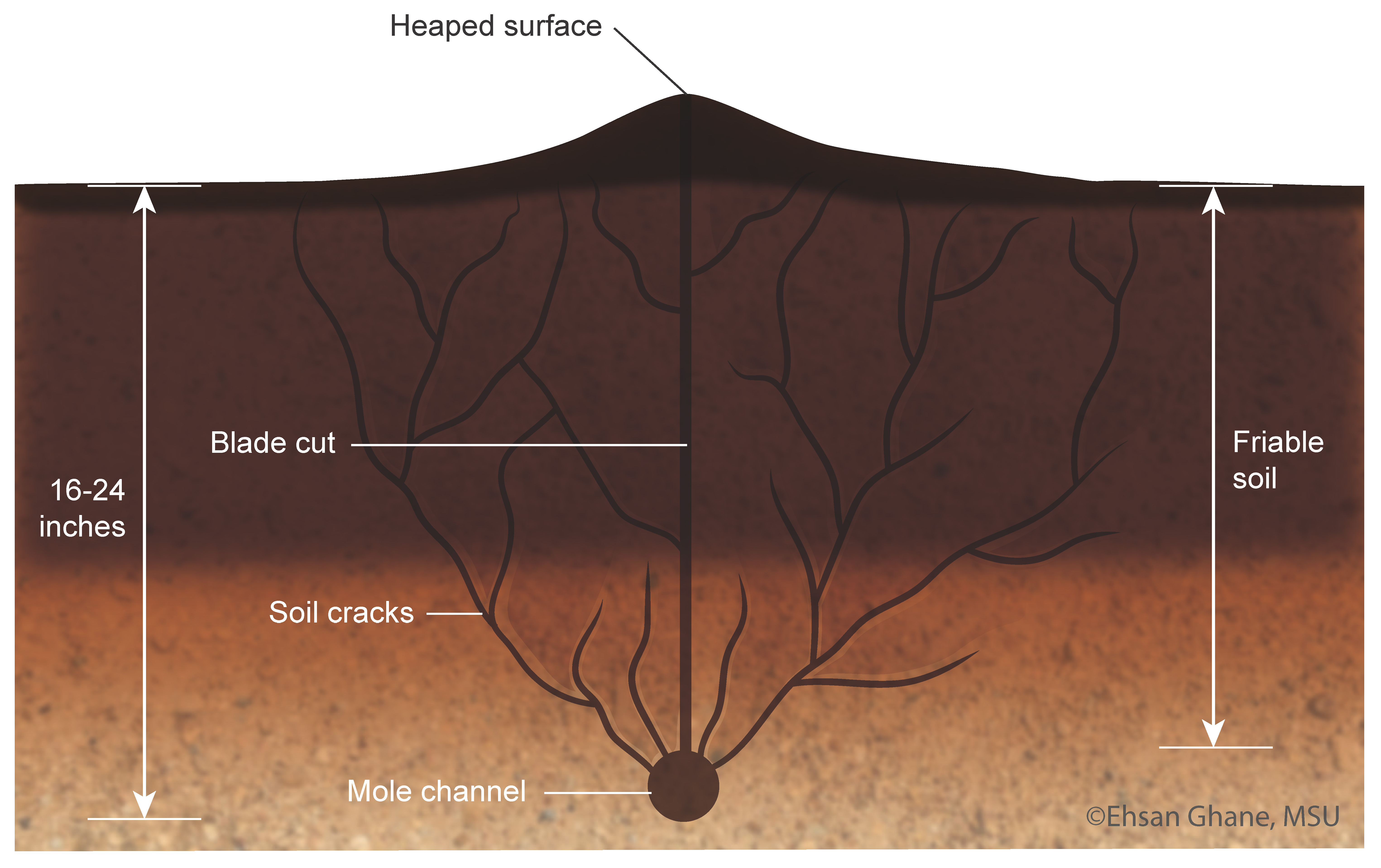 The process of pulling the mole plow results in soil cracks. Soil cracks facilitate water movement toward the mole channel.