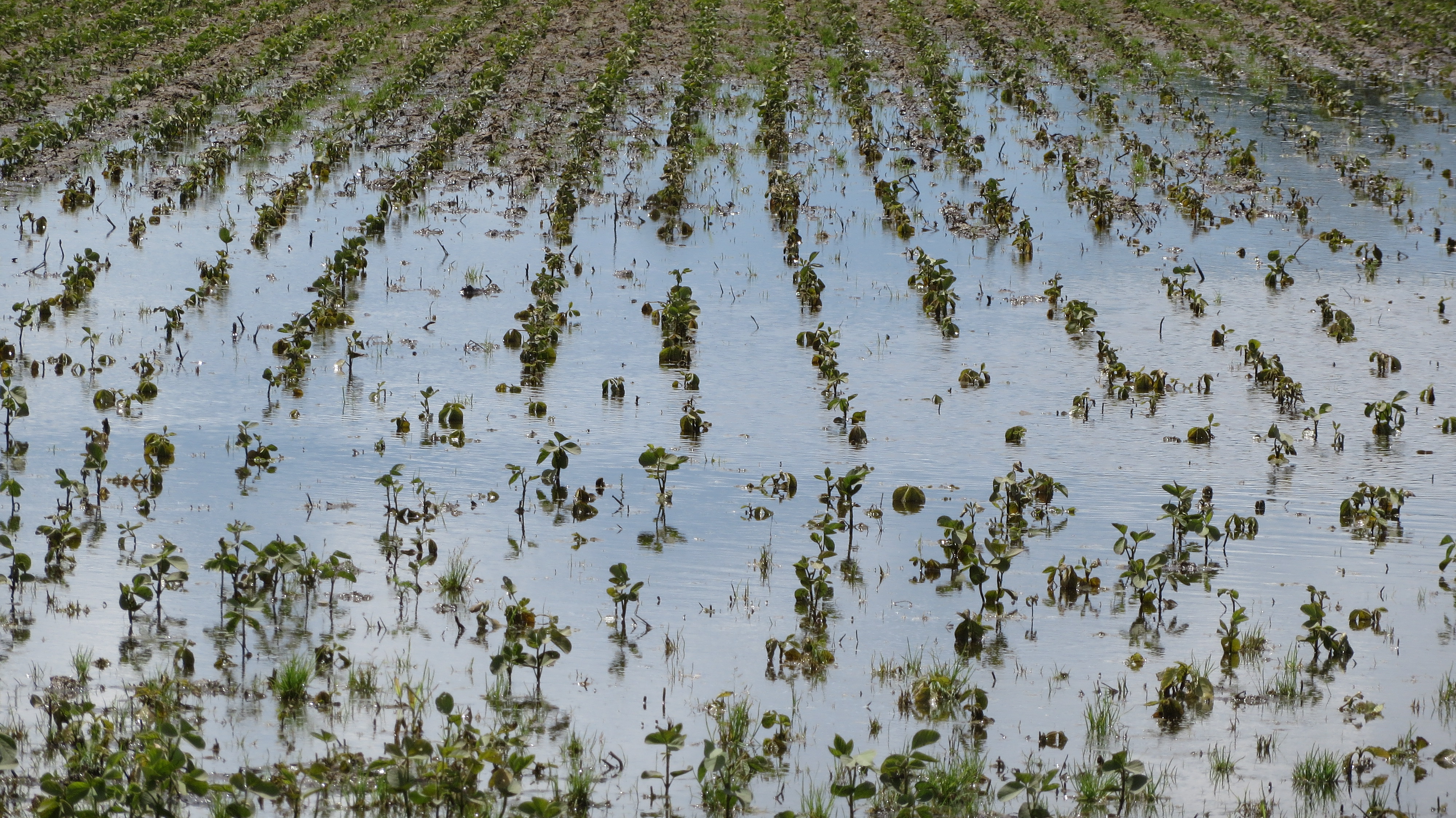 Figure 1. An example of crop damage due to excess water during the early growth stage of soybean.