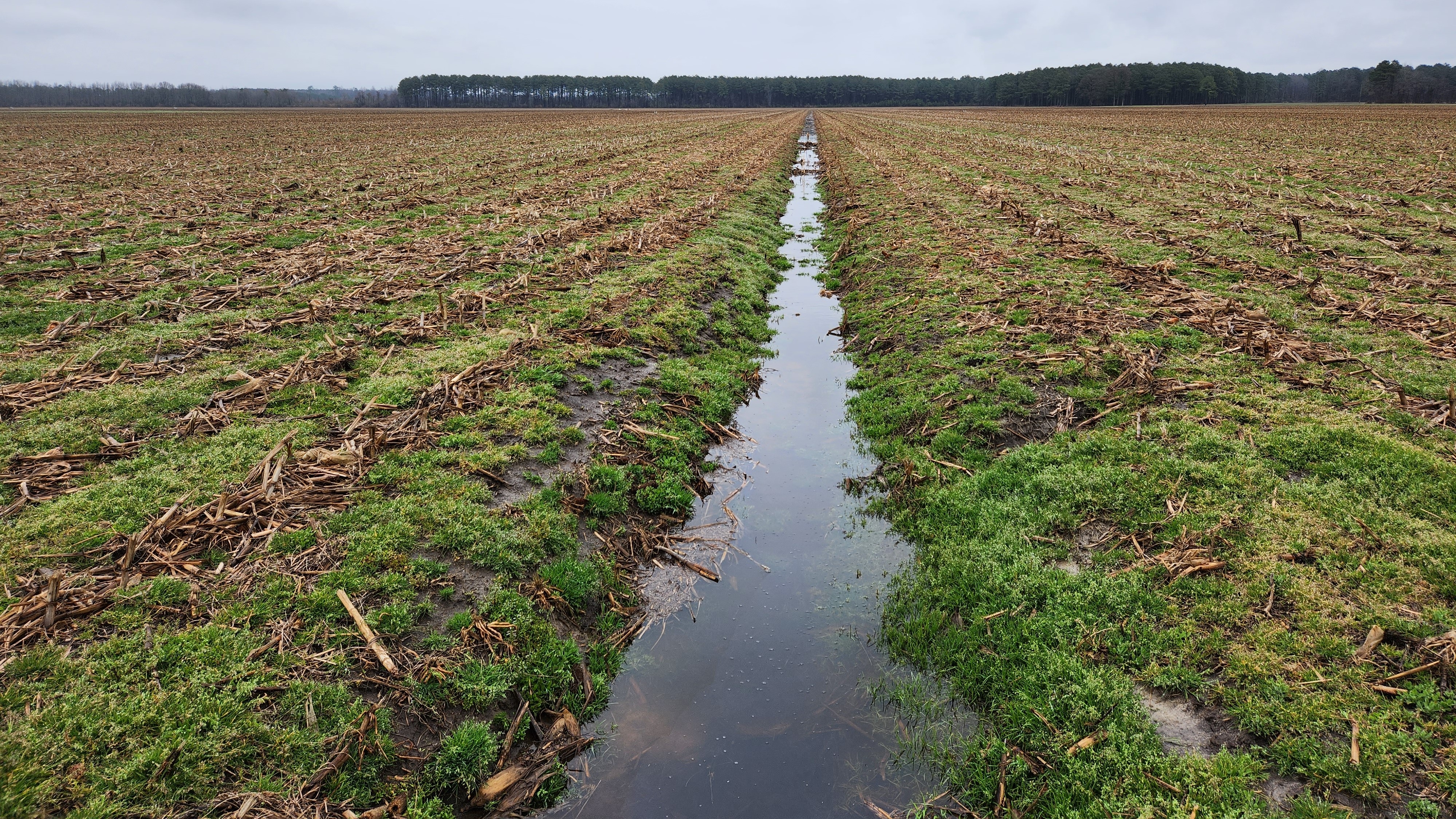 Figure 4- The vegetated shallow ditch is about 3-ft wide with 0.5 to 1.0-ft depth, and it was made using a V-shaped ditcher (Photo credit: Chad Pool, NC State Univ.).