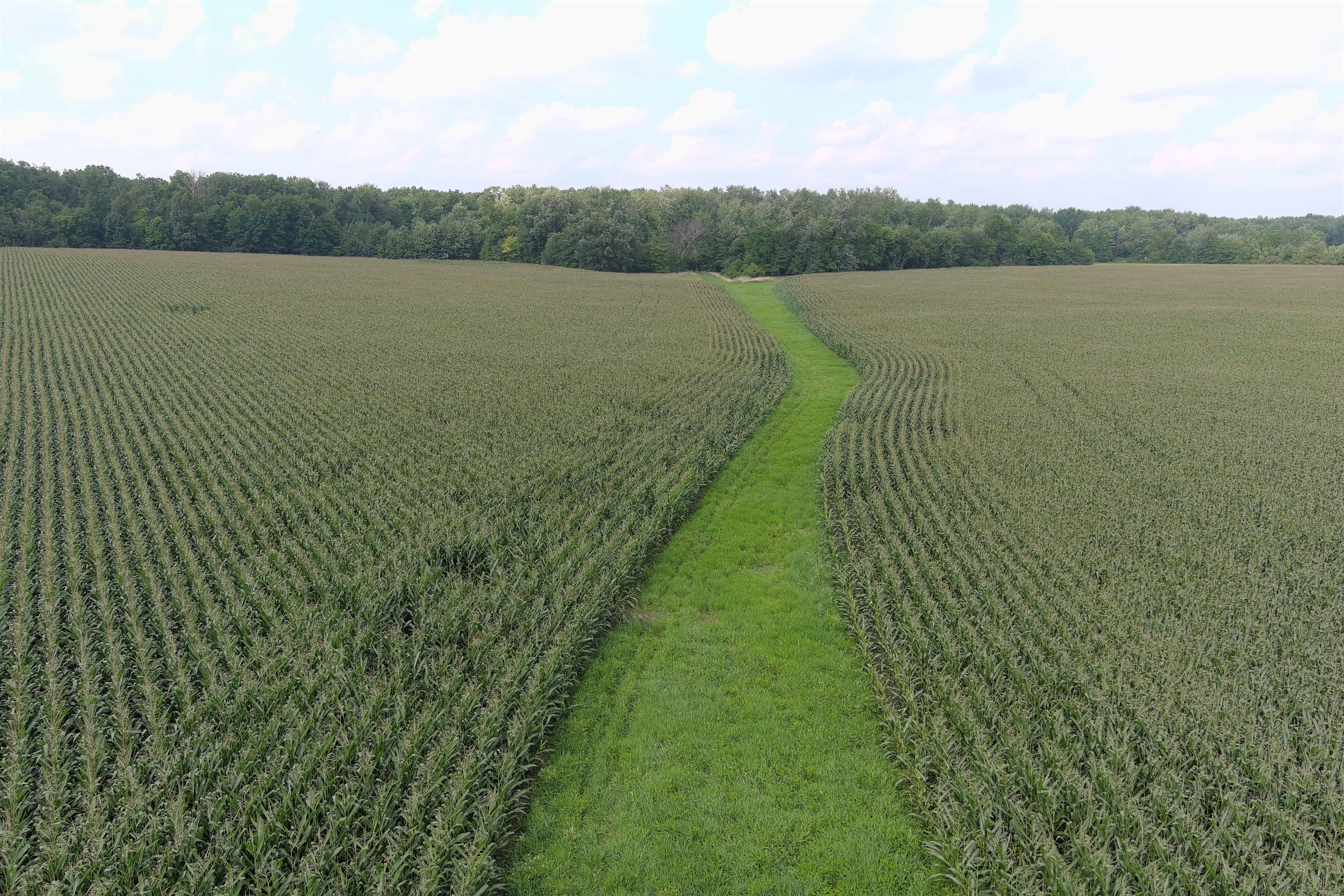 Figure 4- The vegetated shallow ditch is about 3-ft wide with 0.5 to 1.0-ft depth, and it was made using a V-shaped ditcher (Photo credit: Chad Pool, NC State Univ.).