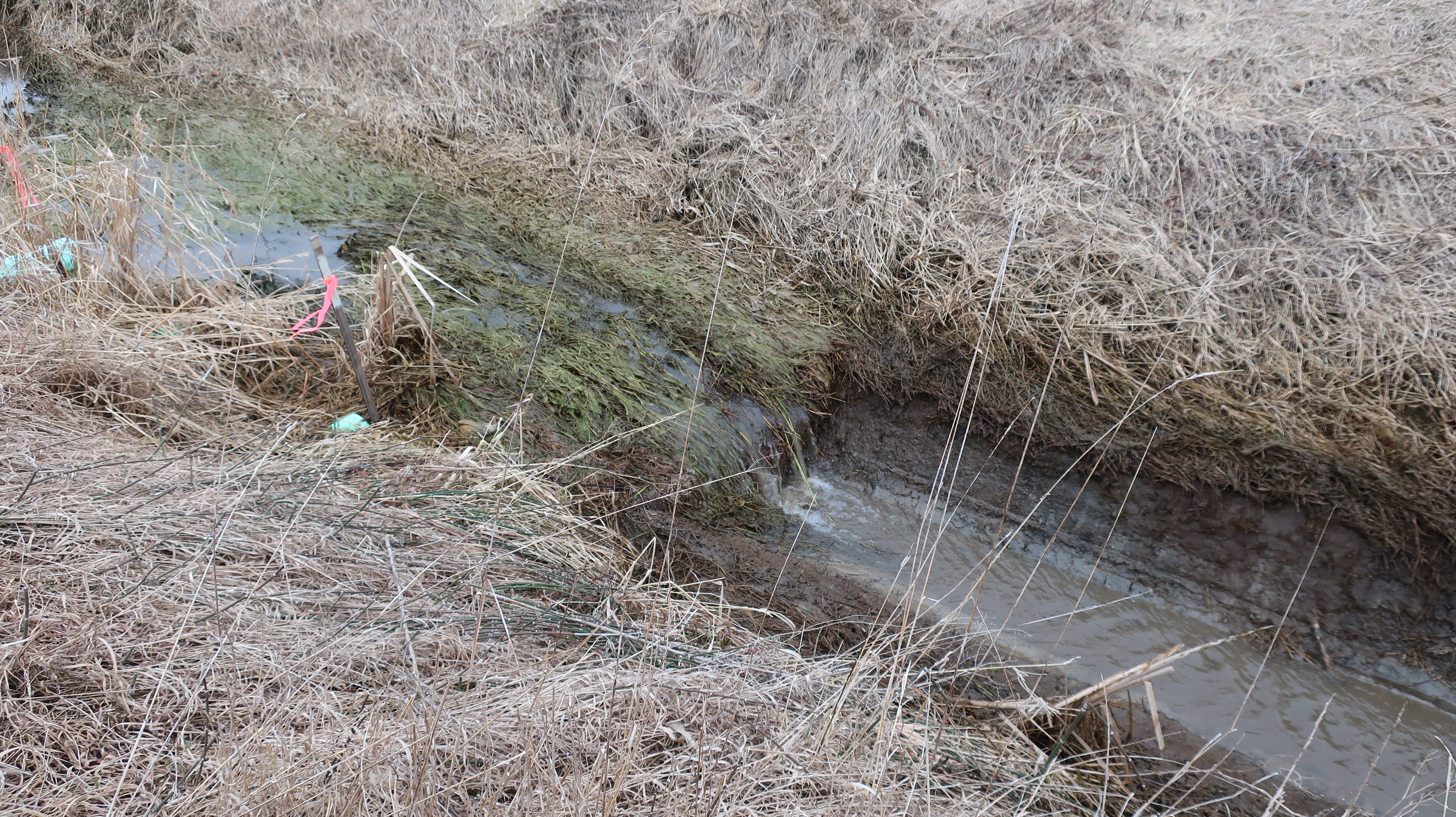 The same ditch was being cleaned and deepened to allow free flow from the outlet, and when the cleaning was finished, the entire ditch looked like the deeper side of the ditch