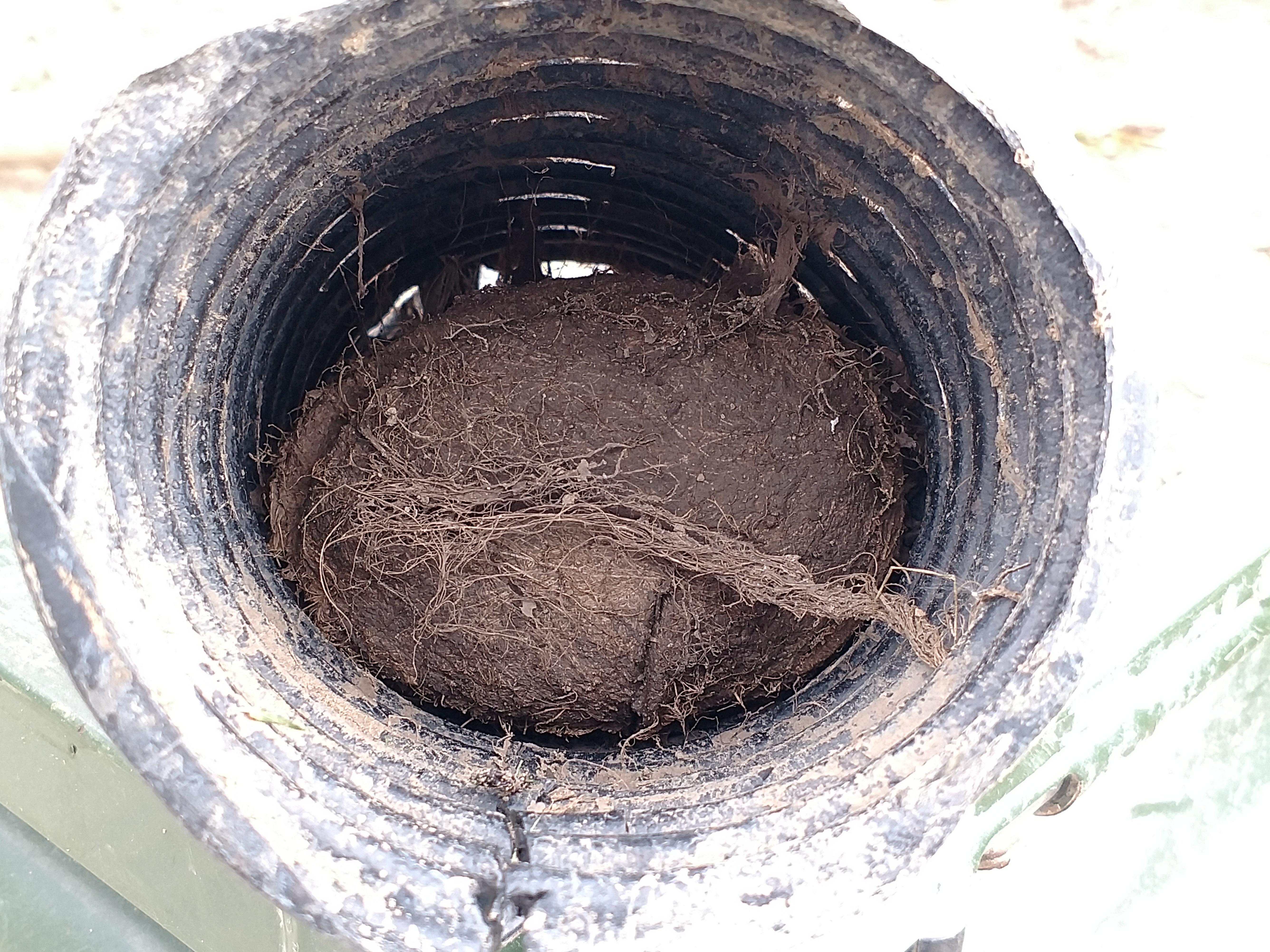 Roots formed a thick bundle that clogged a perforated drain (photo credit: Paul F. Gross).