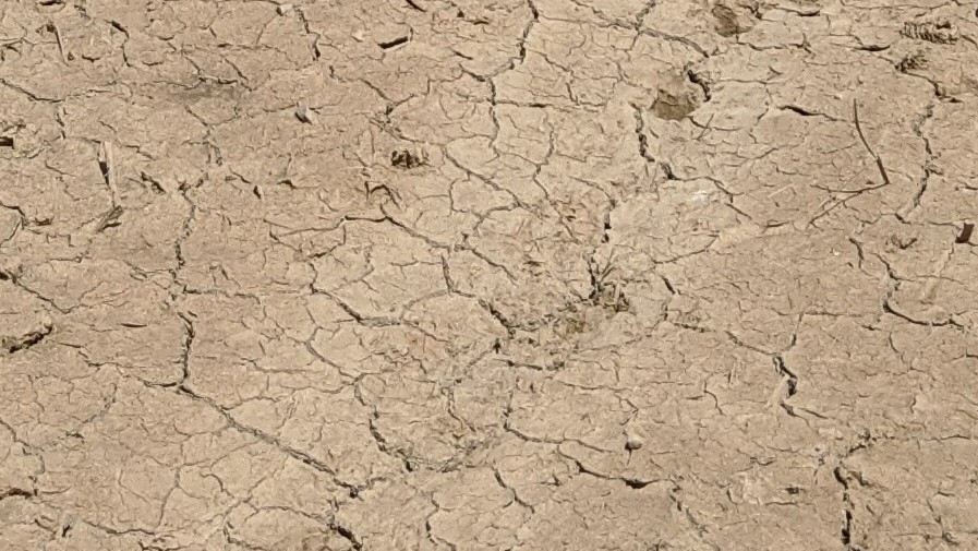Left: A soil surface with a failed germination. Right: A close-up of the same soil surface showing soil dispersion and crusting caused by mineral imbalance and raindrop impact (photo credit: Zouheir Massri).