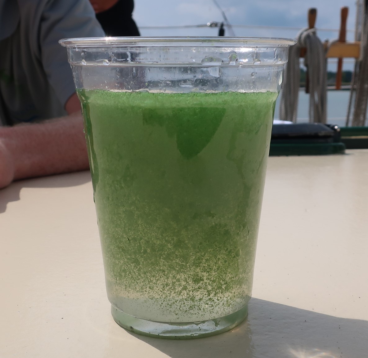 A photo of a cup with algae in Lake Erie