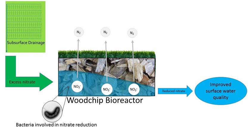 Graphic showing the various elements to a woodchip bioreactor unit: subsurface drainage, excess nitrate, bacteria involved in nitrate reduction, reduced nitrate water, improved surface water quality.