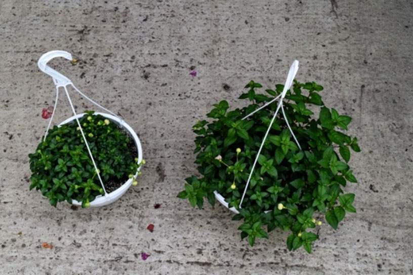 plant growth regulator applied fuchsia