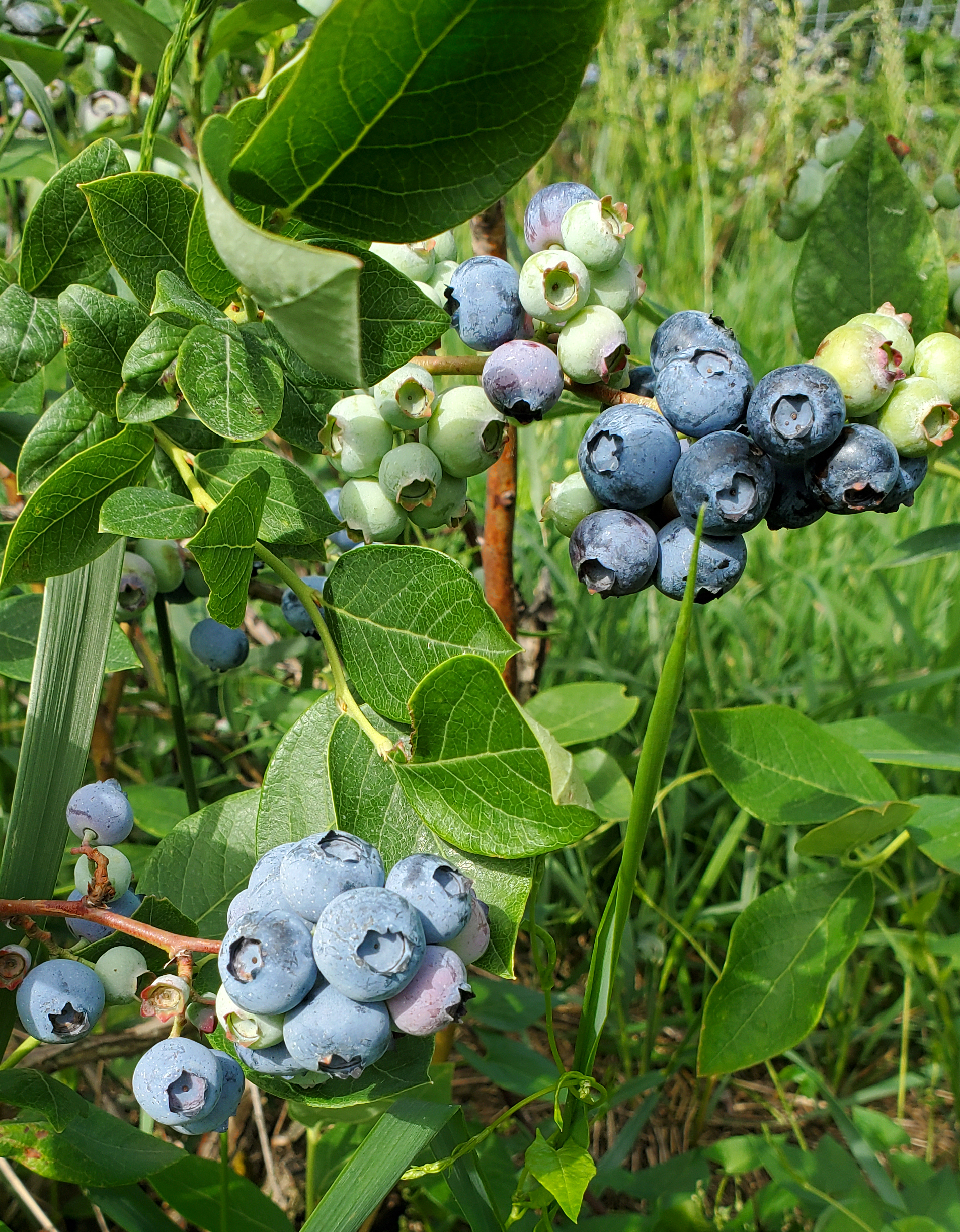 Blueberry bush.
