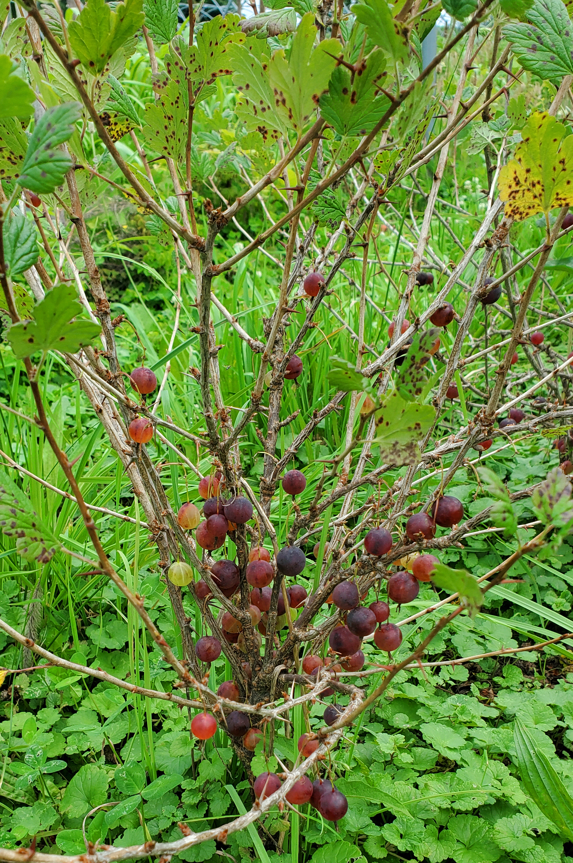 Gooseberries on bush.