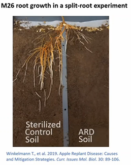 Differences in root development for sterilized control soil and apple replant disease soil.