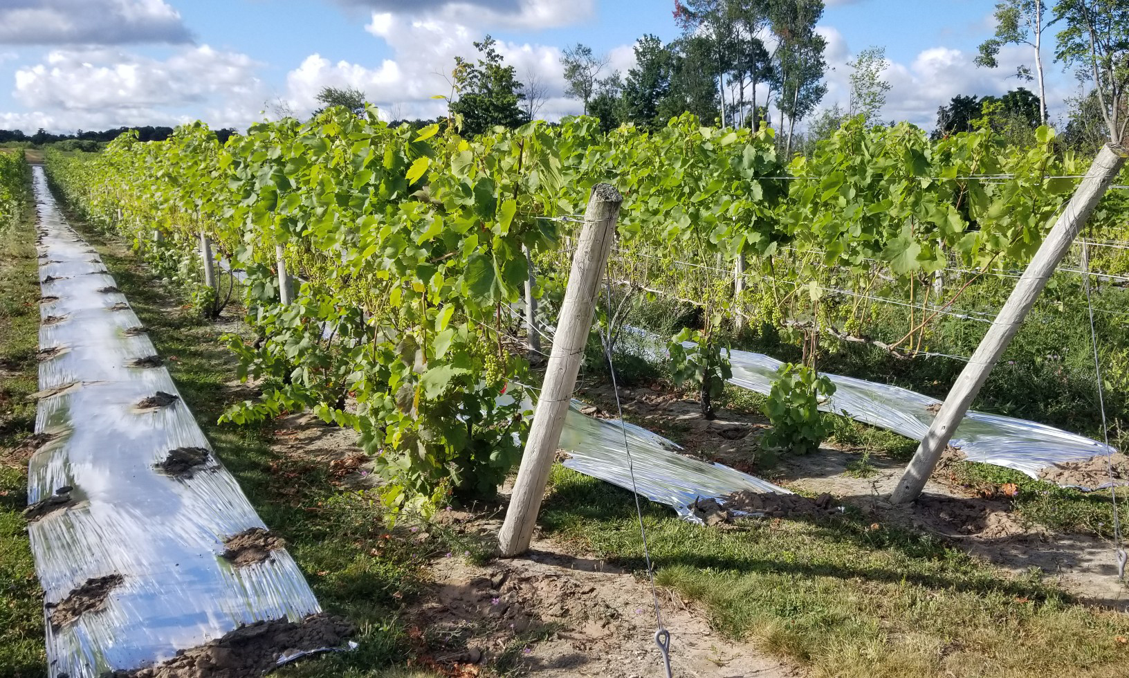 Reflective strips in multiple rows