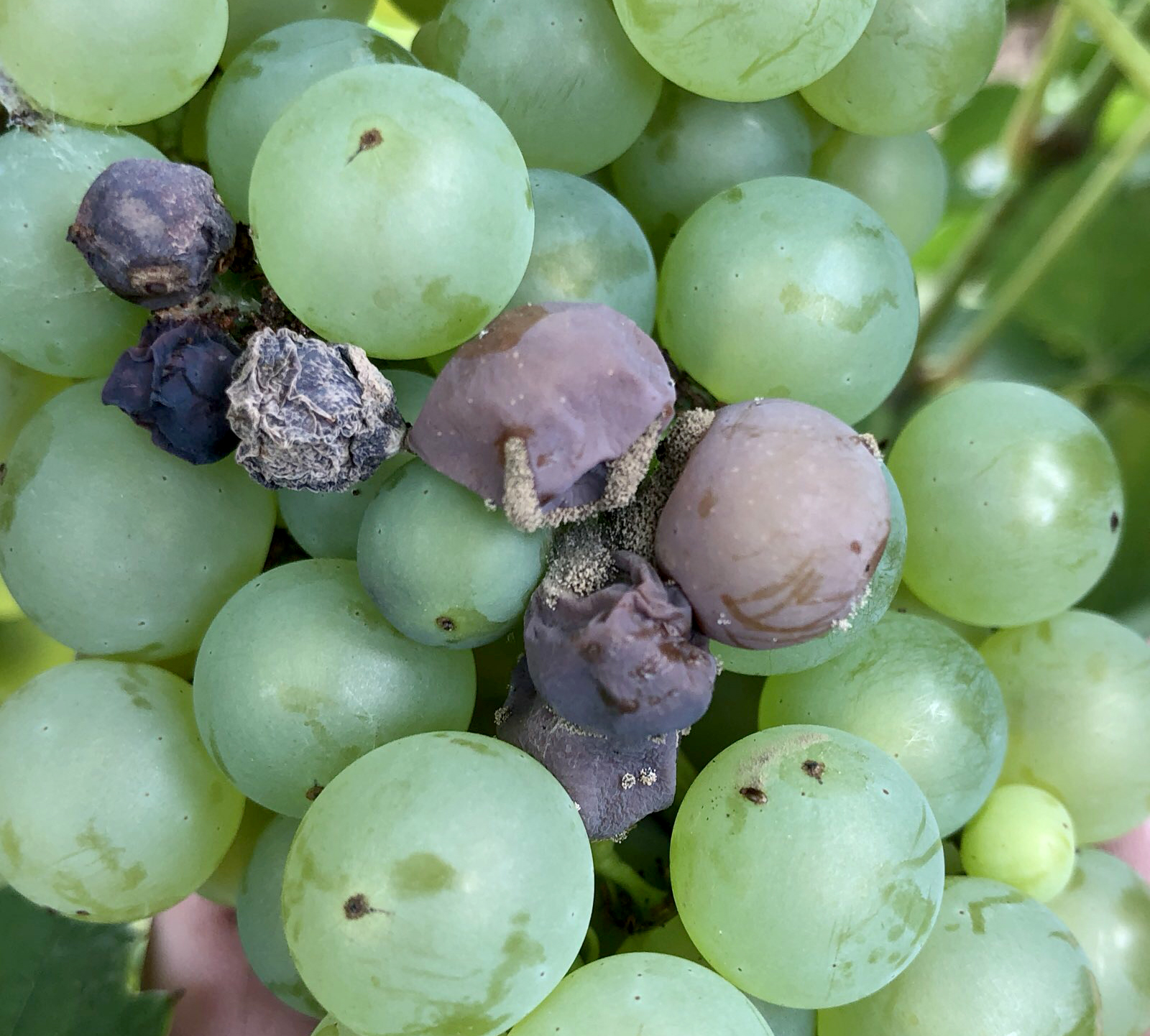 Cracking that started a Botryis cinerea infection