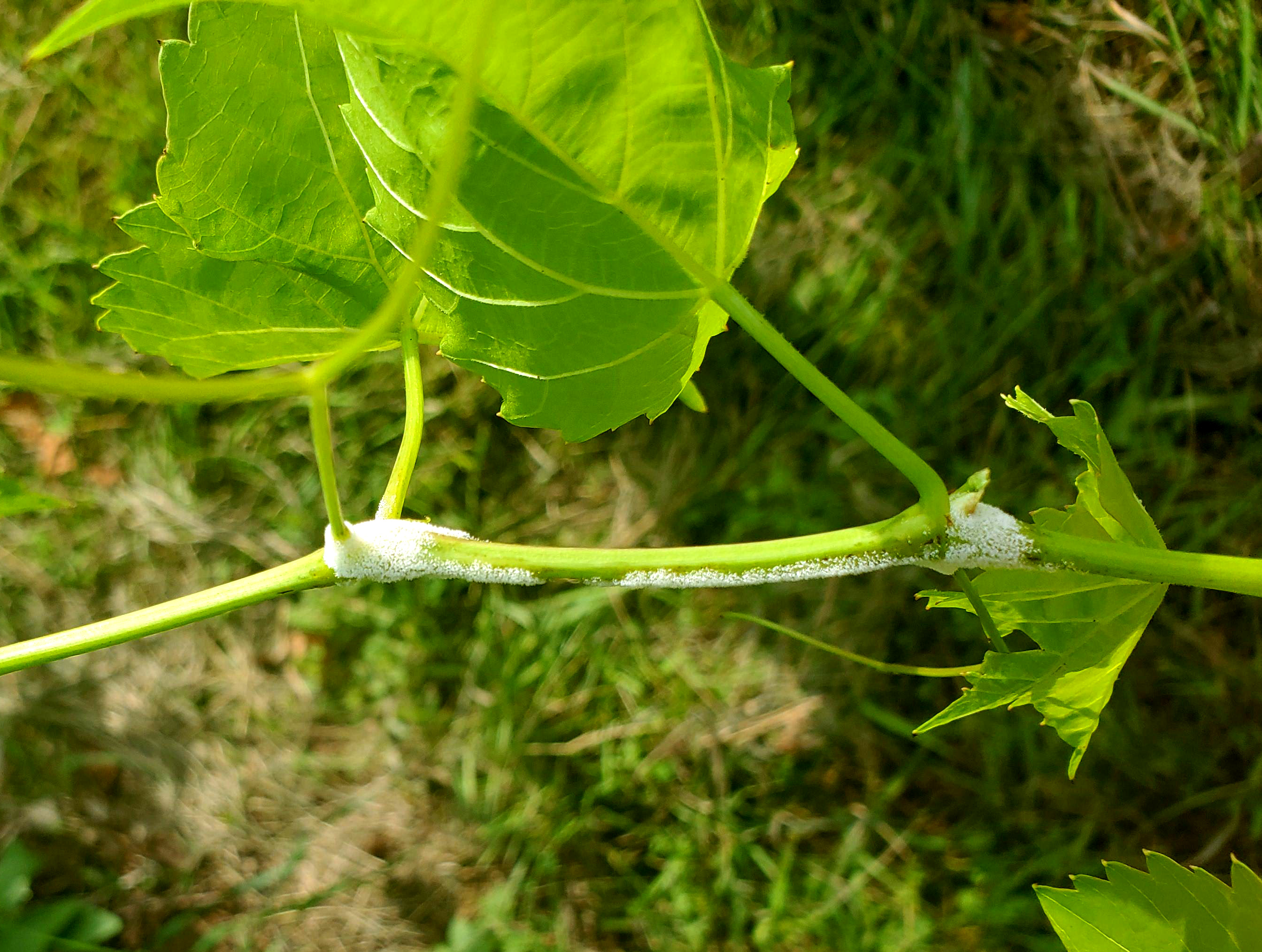 Downy mildew on grape vine