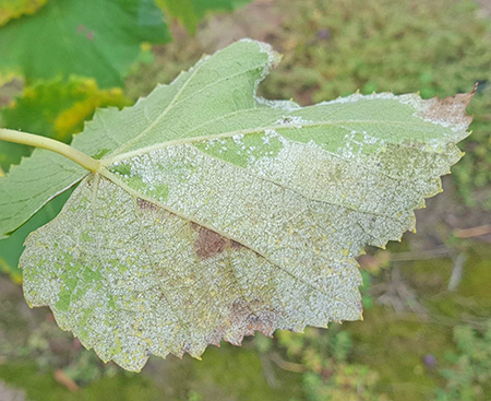 Downy mildew symptoms lower side of leaf