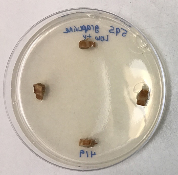 Culturing of diseased-wood pieces