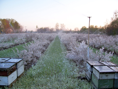Overhead sprinklers in blueberry field.