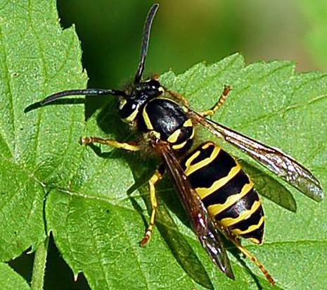 Eastern Yellowjacket