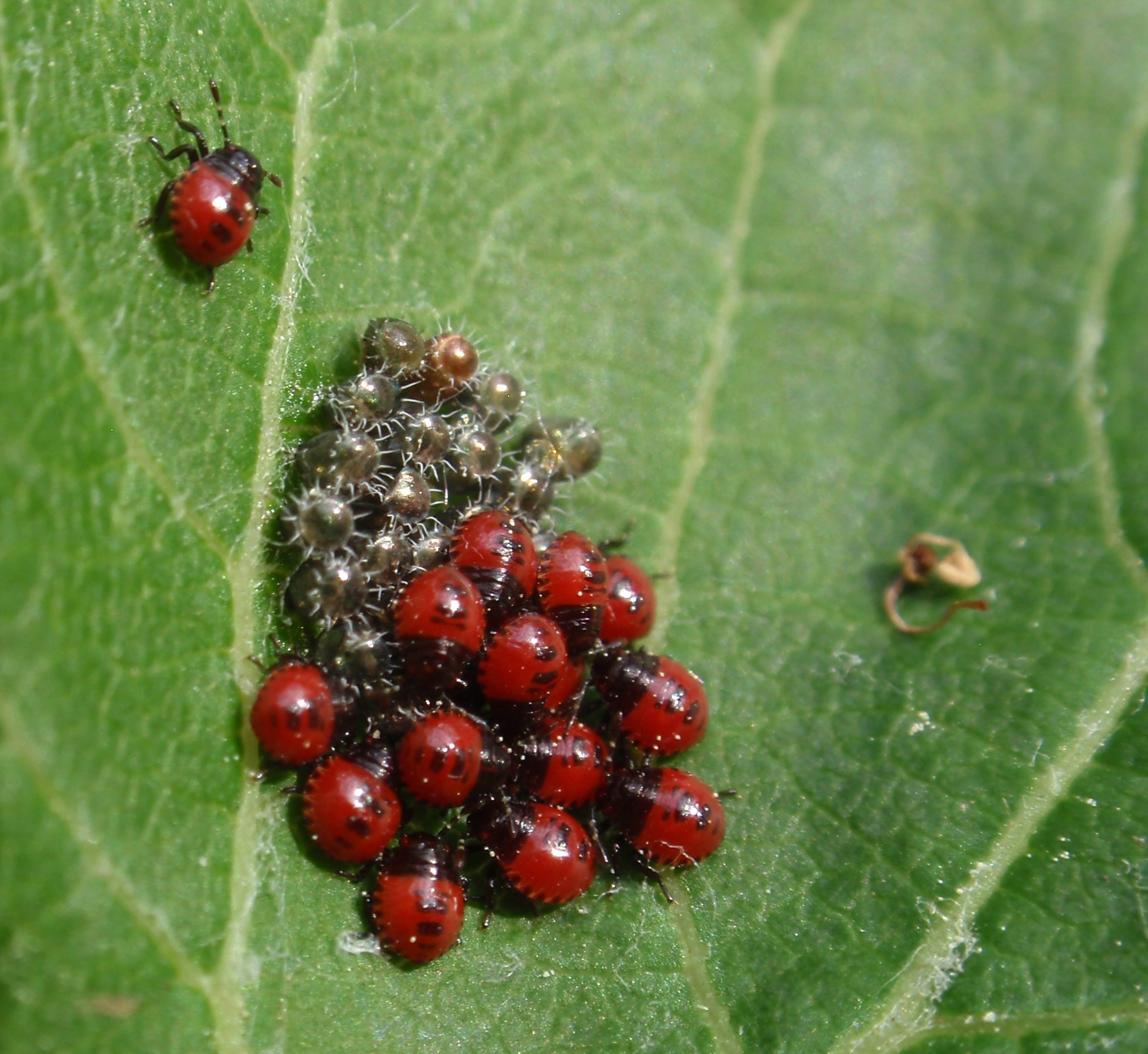 Stink bug eggs on a leaf.