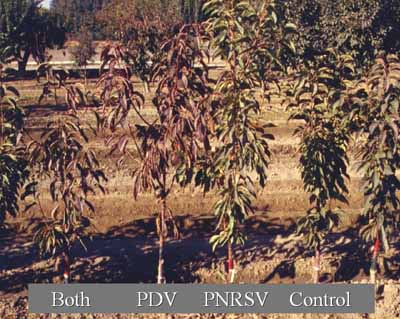 Example of a rootstock sensitive to PDV and/or PNRSV.