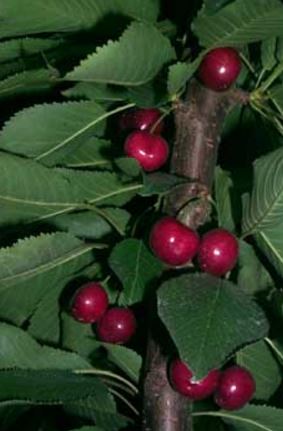 Typical balanced cropload of Bing on Gisela&reg; 5 rootstock.