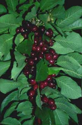 Typical control (no manipulation) cropload of Bing on Gisela&reg; 5 rootstock.