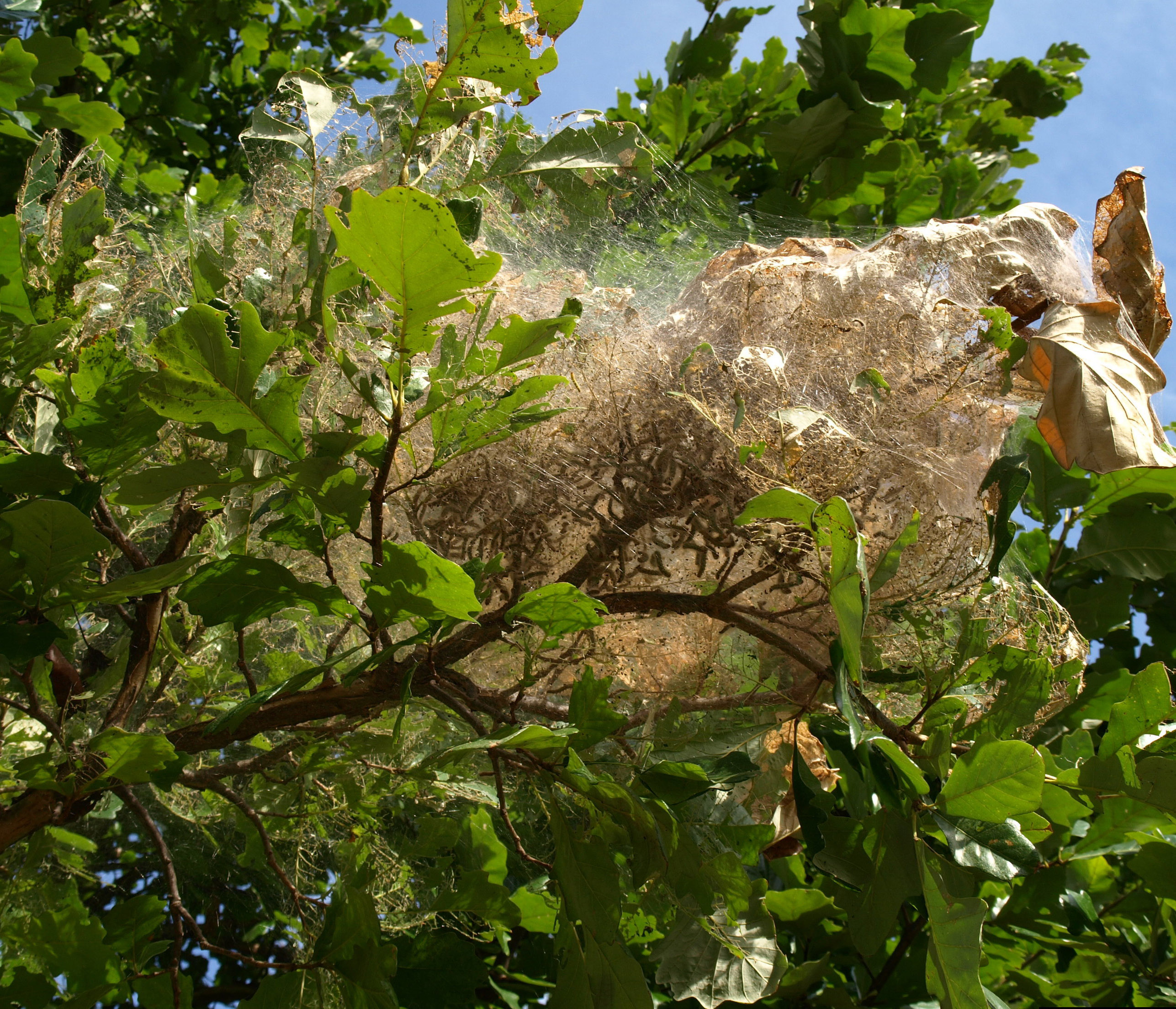 Fall webworm