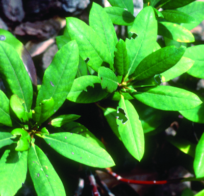 Black vine weevil damage
