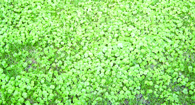 Ground ivy lawn plant