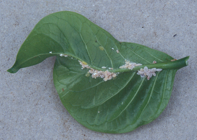 Mealybugs