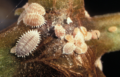 Mealybugs