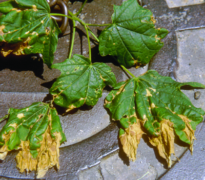 Shade anthracnose maple