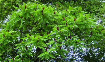 staghorn sumac foliage & fruit