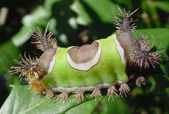 saddleback caterpillar