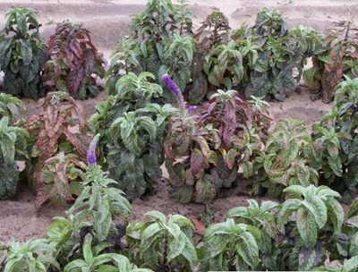 Veronica rust field shot