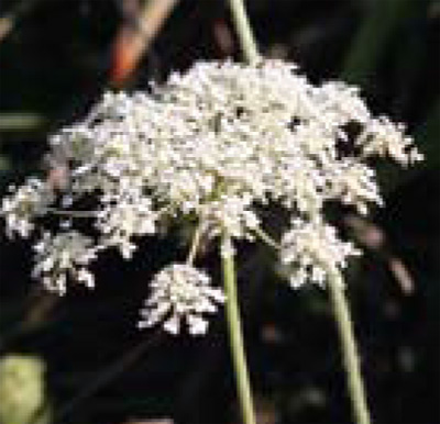 wild carrot flower cluster