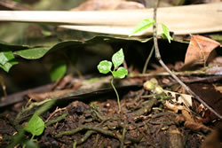 Hasseltia_floribunda3-