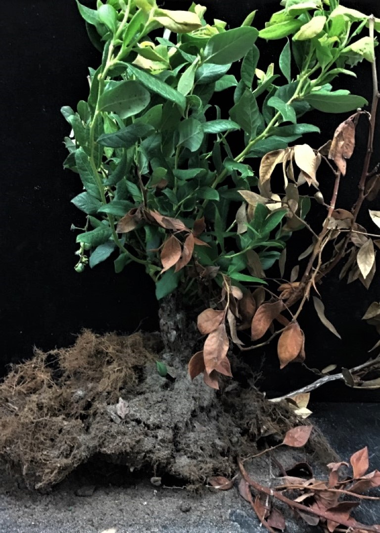 202001619_Blueberry_decline