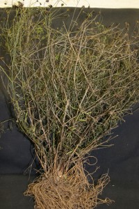 Coreopsis plant infected with Verticillium wilt