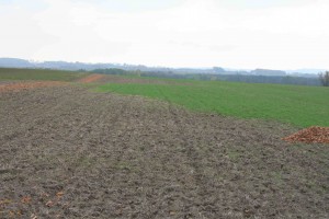 Cutworm damage to rye field
