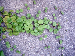 Ground ivy stolons