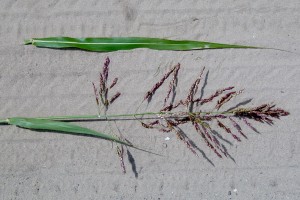Johnsongrass seedhead