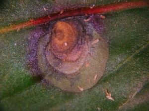 Myrothecium lesion with tuft of spores